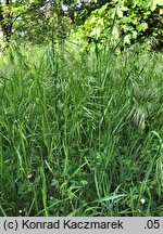 Bromus sterilis (stokłosa płonna)