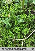 Stellaria media (gwiazdnica pospolita)