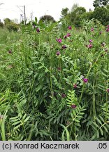 Vicia sativa ssp. sativa (wyka siewna typowa)