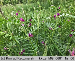 Vicia sativa ssp. sativa (wyka siewna typowa)