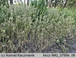 Bromus tectorum (stokłosa dachowa)