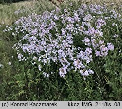 Saponaria officinalis (mydlnica lekarska)