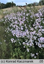 Saponaria officinalis (mydlnica lekarska)