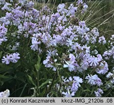 Saponaria officinalis (mydlnica lekarska)