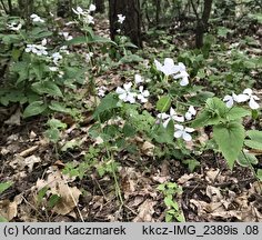 Lunaria annua (miesiącznica roczna)