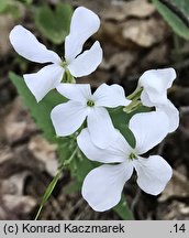 Lunaria annua (miesiącznica roczna)