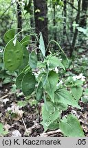 Lunaria annua (miesiącznica roczna)