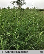 Vicia hirsuta (wyka drobnokwiatowa)