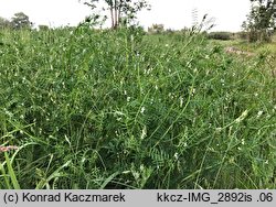 Vicia hirsuta (wyka drobnokwiatowa)