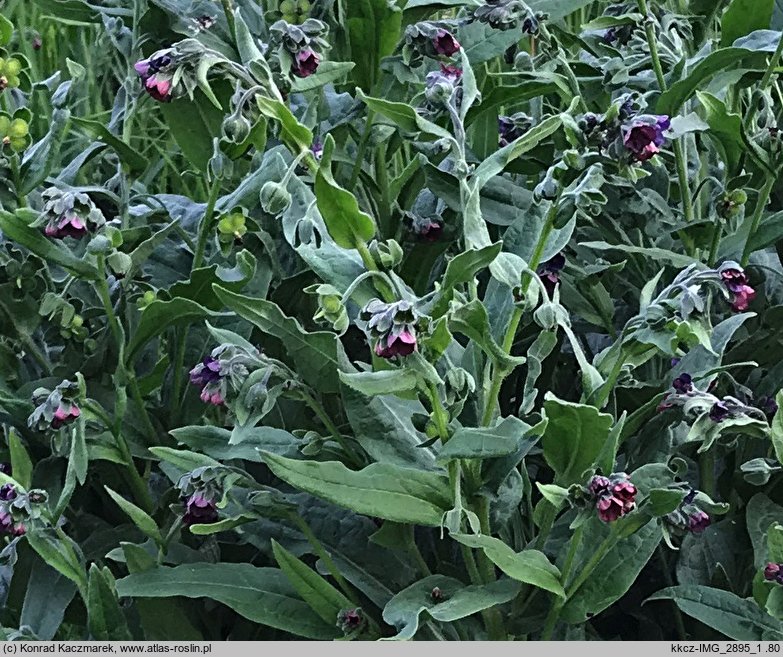 Cynoglossum officinale (ostrzeń pospolity)