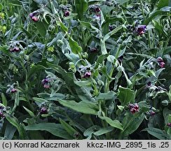 Cynoglossum officinale (ostrzeń pospolity)