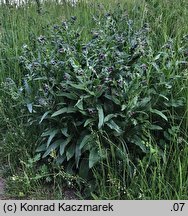 Cynoglossum officinale (ostrzeń pospolity)