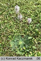 Plantago media (babka średnia)