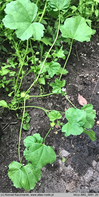 Malva parviflora (ślaz drobnokwiatowy)