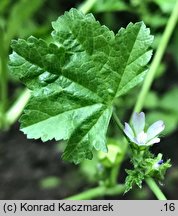 Malva parviflora (ślaz drobnokwiatowy)