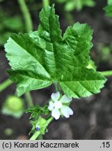 Malva parviflora (ślaz drobnokwiatowy)