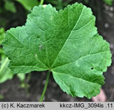 Malva parviflora (ślaz drobnokwiatowy)