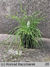 Bromus squarrosus (stokłosa łuskowata)