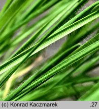 Bromus squarrosus (stokłosa łuskowata)