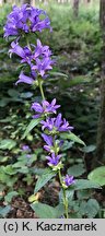 Campanula glomerata (dzwonek skupiony)