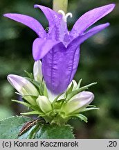 Campanula glomerata (dzwonek skupiony)