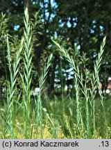 Elymus repens (perz właściwy)