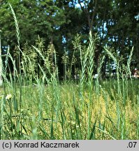 Elymus repens (perz właściwy)