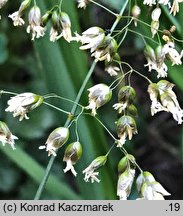 Hierochloe odorata (turówka wonna)