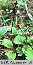 Pyrola minor (gruszyczka mniejsza)