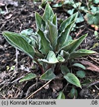 Cynoglossum officinale (ostrzeń pospolity)