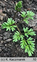 Chaerophyllum bulbosum (świerząbek bulwiasty)