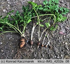 Chaerophyllum bulbosum (świerząbek bulwiasty)