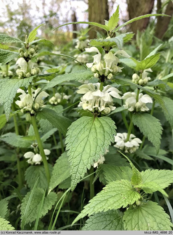 Lamium album (jasnota biała)