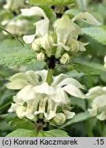 Lamium album (jasnota biała)