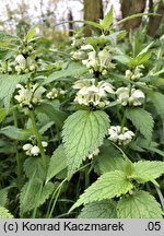 Lamium album (jasnota biała)