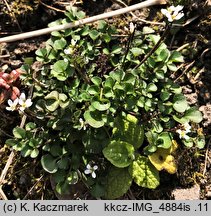 Cardamine hirsuta (rzeżucha włochata)