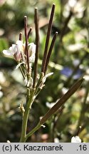 Cardamine hirsuta (rzeżucha włochata)