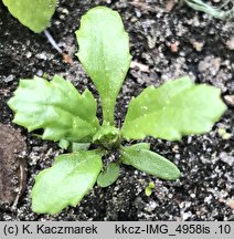 Senecio vulgaris (starzec zwyczajny)