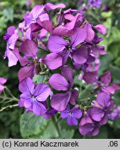 Lunaria annua (miesiącznica roczna)