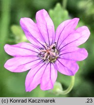 Geranium pyrenaicum (bodziszek pirenejski)