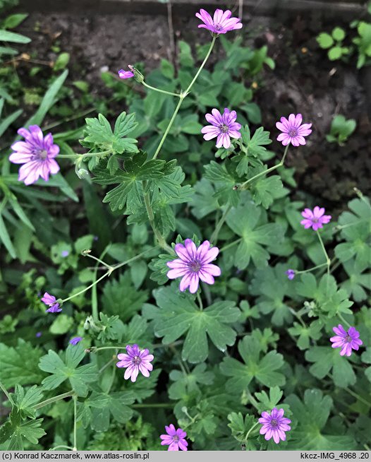 Geranium pyrenaicum (bodziszek pirenejski)