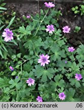 Geranium pyrenaicum (bodziszek pirenejski)