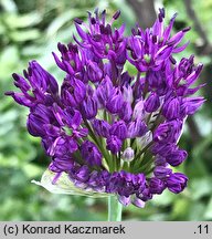 Allium hollandicum (czosnek holenderski)