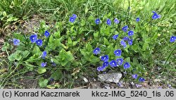 Veronica chamaedrys s.str. (przetacznik ożankowy  s.str.)