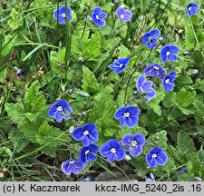 Veronica chamaedrys s.str. (przetacznik ożankowy  s.str.)