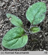 Solanum nigrum ssp. schultesii