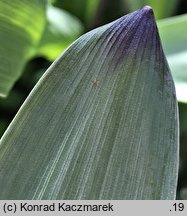 Allium hollandicum (czosnek holenderski)