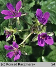 Erodium malacoides (iglica malwowata)