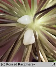 Allium hollandicum (czosnek holenderski)