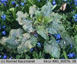 Lunaria annua (miesiącznica roczna)